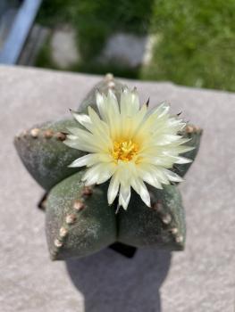 Astrophytum myriostigma